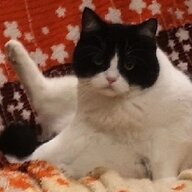 BIG猫猫TOMATO