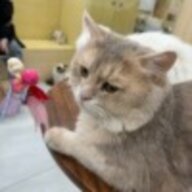 都灵