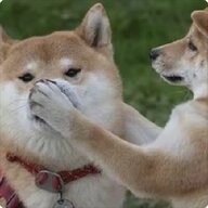 客户