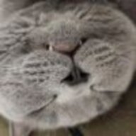 青竹